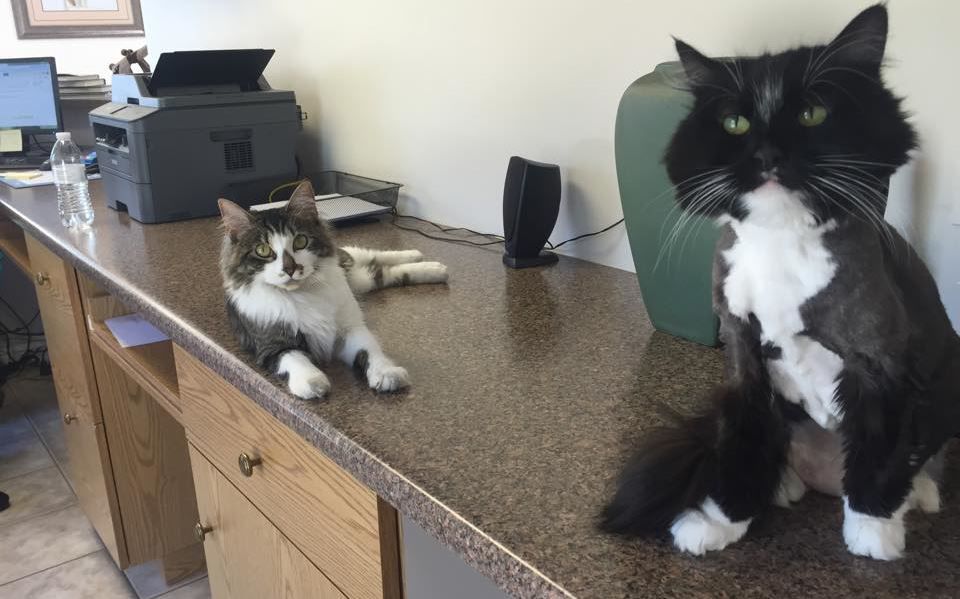 Adopt a cat for your office and help the Humane Society of Utah News